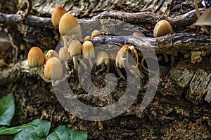 Autumnal mushrooms growing in the woods on a dead tree