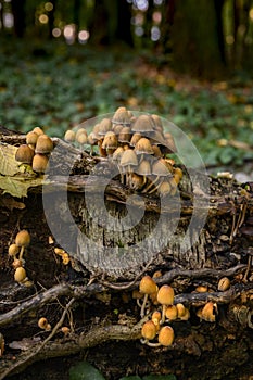 Autumnal mushrooms growing in the woods on a dead tree