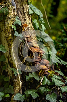 Autumnal mushrooms growing in the woods on a dead tree