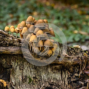 Autumnal mushrooms growing in the woods on a dead tree