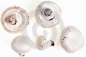 Autumnal Mushrooms with white background