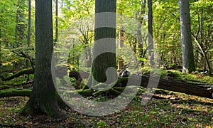 Autumnal natural deciduous forest in morning