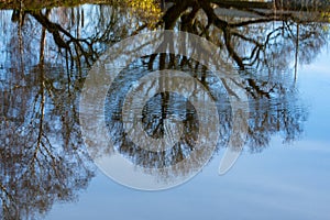 autumnal nature mirroring in a lake waver