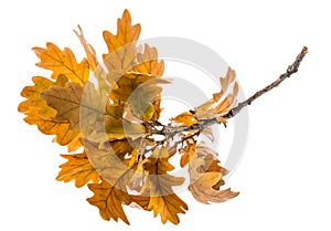 An autumnal oak branch