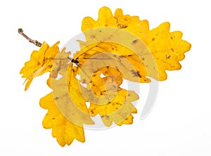 An autumnal oak branch