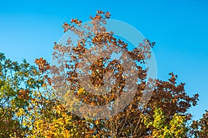 Autumnal oak colorful branches