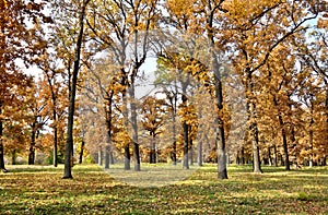 Autumnal oak forest. Oak Quercus robur. Commonly known: English oak, pedunculate oak or French oak