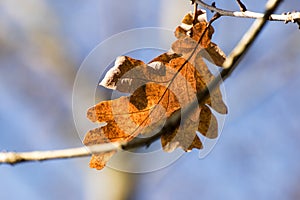 Autumnal oak leaf at the branch against a blue sky, copyspace in