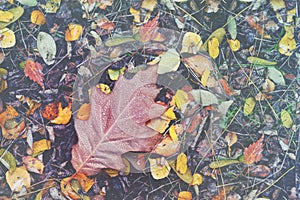 Autumnal oak leaf on ground