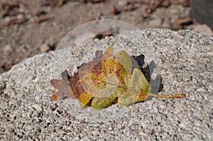 Autumnal oak leaf on the rock