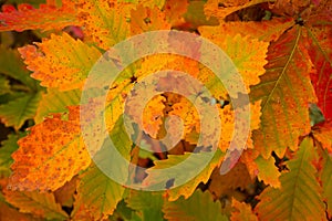 Autumnal oak leaves