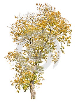 Autumnal oak tree isolated on white background, cutout tree photo