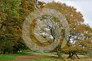 Autumnal Oak Trees, Redgrave and Lopham Fen, Suffolk, UK