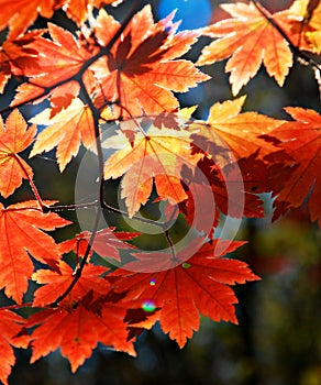 Autumnal ornament photo