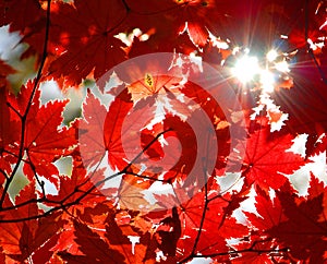 Autumnal ornament, red leaves of maple