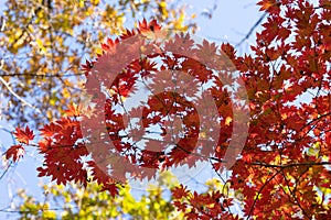 Autumnal ornament, red leaves of maple