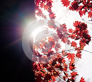Autumnal ornament, red leaves of maple