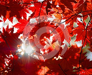 Autumnal ornament, red leaves of maple