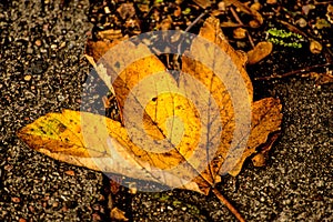 Autumnal painted leaf