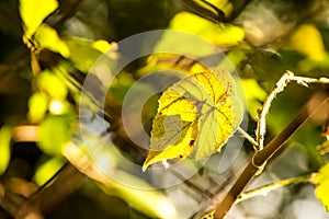 Autumnal painted leaf in back light