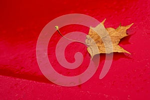 Autumnal painted leaf