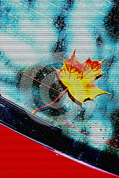 Autumnal painted leaf