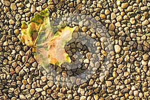 Autumnal painted leaf