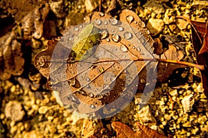 Autumnal painted leaf with dew drops