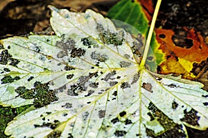 Autumnal painted leaf