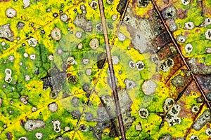 Autumnal painted leaf