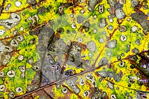 Autumnal painted leaf