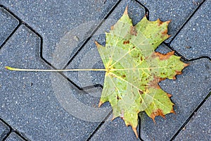 Autumnal painted leaf