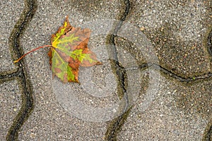 Autumnal painted leaf