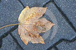 Autumnal painted leaf