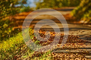 Autumnal painted leaves in warm, sunny color