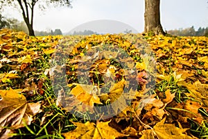 Autumnal painted leaves in warm, sunny color on a meadow