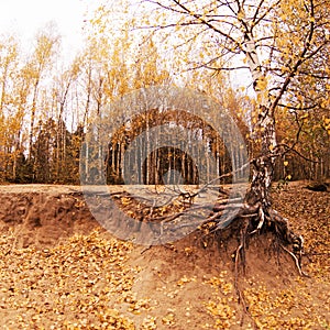 Autumnal Park. Autumn landscape with birch in the foreground. Crushed sandy soil, bare tree roots