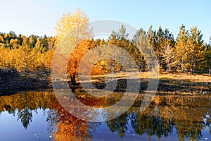 Autumnal Park. Autumn Trees and Leaves. Fall. Golden green orange leaves. Golden birch is reflected in the blue forest