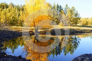 Autumnal Park. Autumn Trees and Leaves. Fall. Golden green orange leaves. Golden birch is reflected in the blue forest