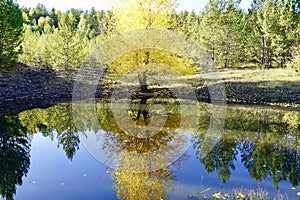 Autumnal Park. Autumn Trees and Leaves. Fall. Golden green orange leaves. Golden birch is reflected in the blue forest