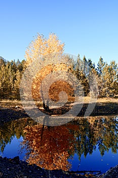 Autumnal Park. Autumn Trees and Leaves. Fall. Golden green orange leaves. Golden birch is reflected in the blue forest