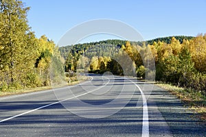 Autumnal Park. Autumn Trees and Leaves. Fall. Golden green orange leaves. Golden birch. The road going far away through