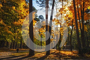 Autumnal park. Fall. Colourful autumn nature in sunny park. Amazing landscape with bright sunlight. Scenery vibrant forest.