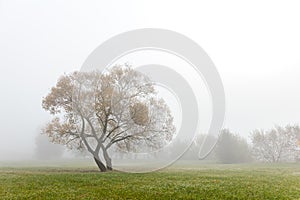 Autumnal park scene during foggy weather. lonely tree on field