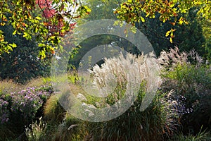 Autumnal park scenery with golden leaves perennials