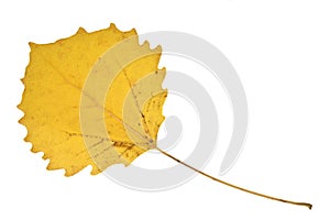 Autumnal part of nature leaf isolated on white background