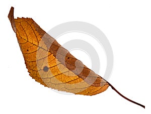 Autumnal part of nature leaf isolated on white background