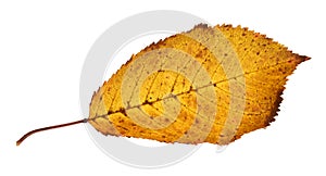 Autumnal part of nature leaf isolated on white background