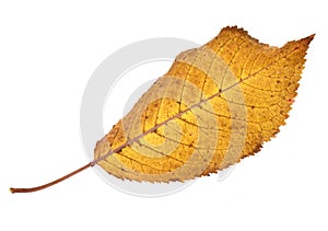 Autumnal part of nature leaf isolated on white background
