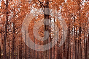 Autumnal pine forest. abstract natural background with tall of pine